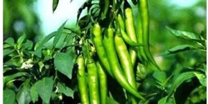 Fresh Green Chilli