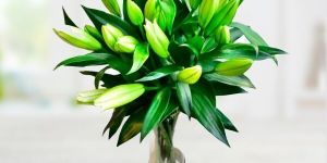 White Oriental Lilies with Glass Vase