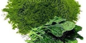 Dehydrated Spinach Powder