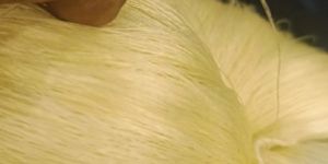 4PLY TWISTED PURE MULBERRY SILK YARNS (UNDYE)