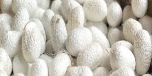 B Grade Mulberry Cocoon