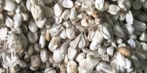 Boiled Silkworm Cocoon