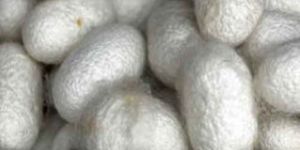 C Grade Mulberry Cocoon