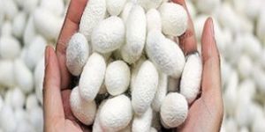 Dry Silkworm Cocoons