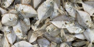 Dried Fish