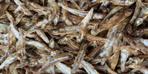 Nethili Dry Fish