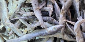 Panna Dry Fish