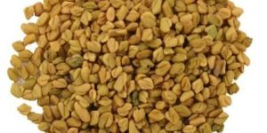 Natural Fenugreek Seeds