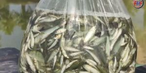 Live Fish Seeds