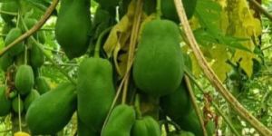 Papaya Plant