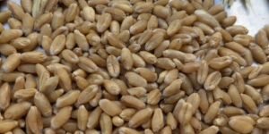 Wheat