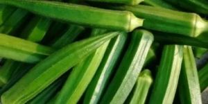 Fresh Okra