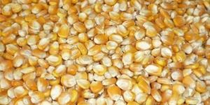 Natural Yellow Maize