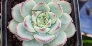 Succulent Plants