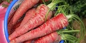 Fresh Pusa Rudhira Red Carrot