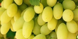 Fresh Thompson Seedless Green Grapes