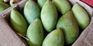 Fresh Totapuri Mango