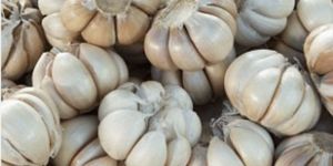 Fresh Yamuna Safed G1 Garlic