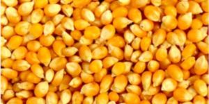 Dried Yellow Maize Seed