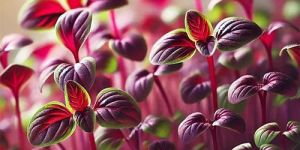 Amaranth Microgreen