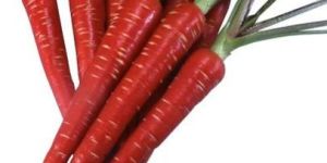 Fresh Red Carrots