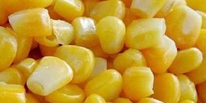 Fresh Sweet Corns