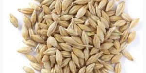 Malting Barley Seeds