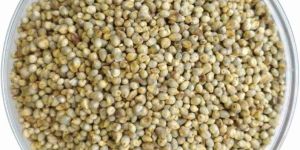 Pearl Millet Seeds