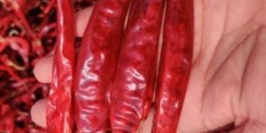 Ipm 341dry red chilli : 15 Quintal available