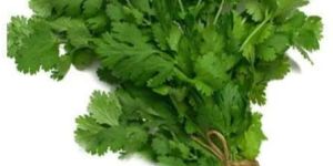 Green Fresh Coriander Leaves