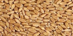 Malwa Natural Wheat Seeds