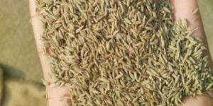 Cumin Seed Jeera