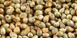 Millet Seeds