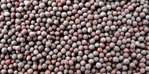Mustard Seeds