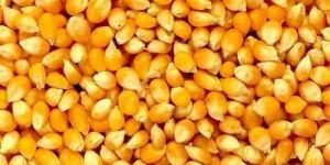 Yellow Maize Seeds