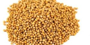 Yellow Mustard Seeds