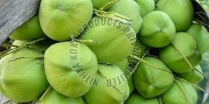 Green Tender Coconut
