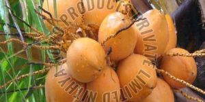 Orange Tender Coconut