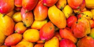 Fresh Raspuri Mango