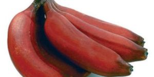 Fresh Red Banana