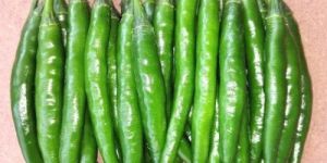 Hybrid Green Chilli