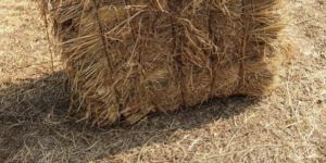 Dried Paddy Straw