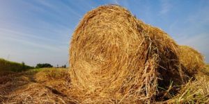 Open Place Paddy Straw