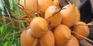 Orange Tender Coconut