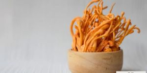 Fresh Cordyceps Mushroom