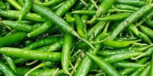 Fresh G4 Green Chilli