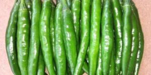 Hybrid Green Chilli