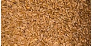 PBW 502 Wheat Seeds
