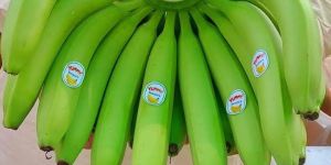 Fresh Green Banana