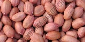 Groundnut Seed